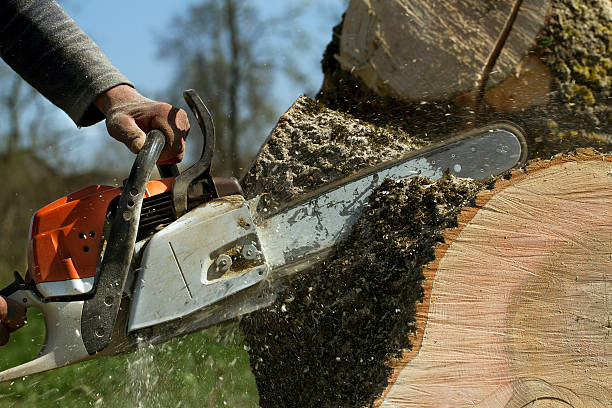 Residential Tree Removal in Livingston, CA